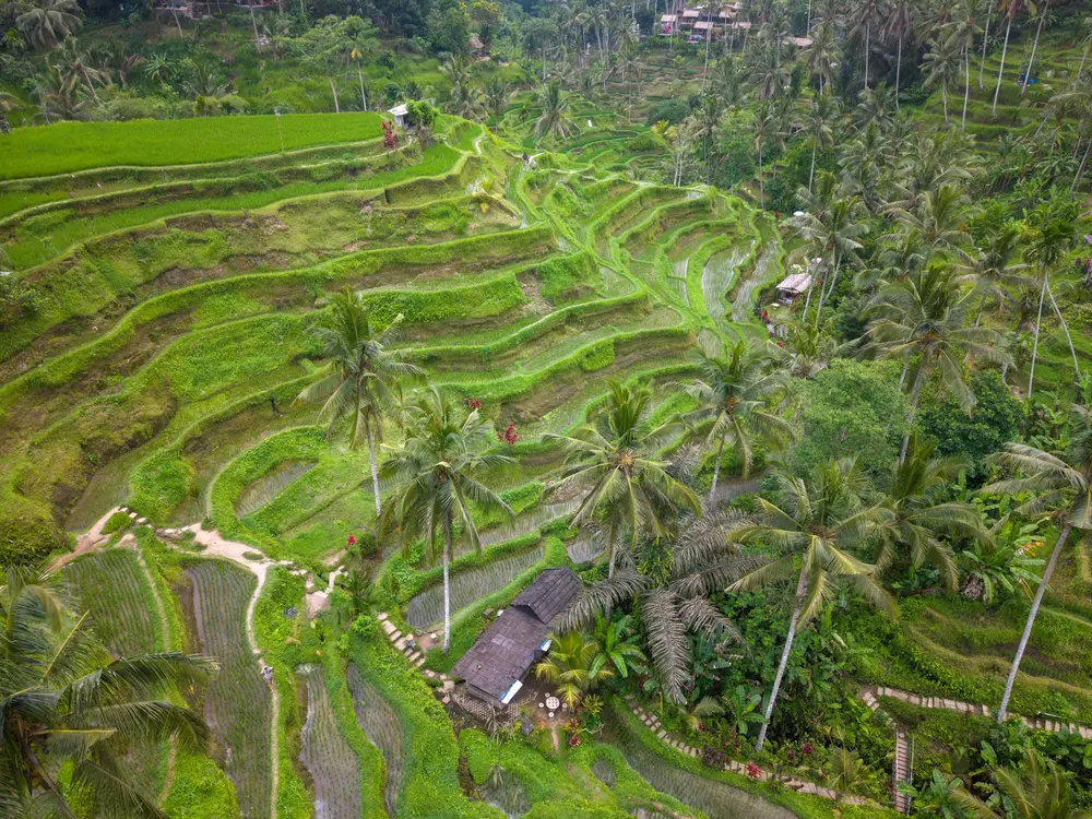 Bali Ubud'da yeşil pirinç terasları, Uzakdoğu turlarının popüler bir durağı